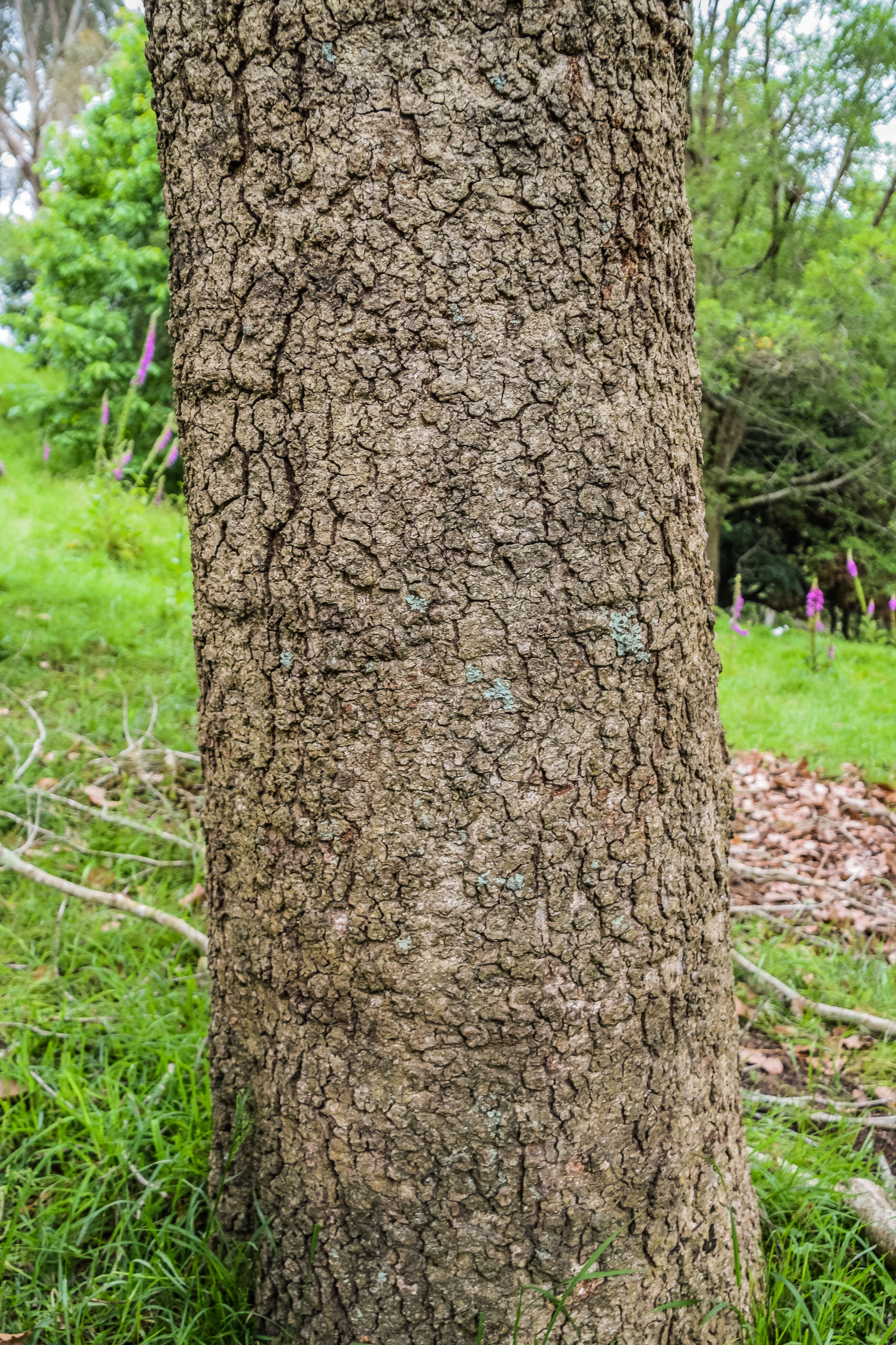 Image of Quercus obtusata Bonpl.