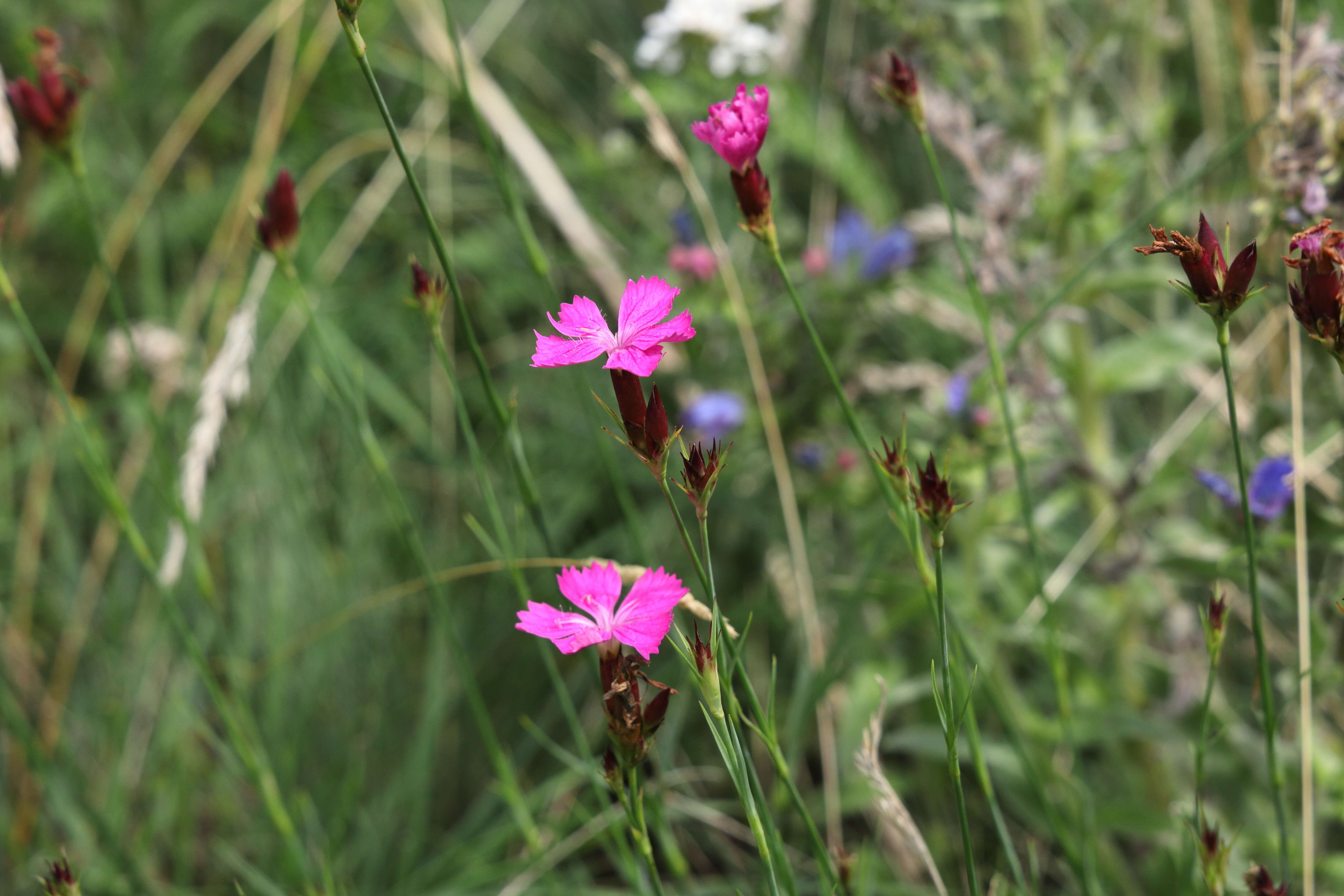 Image of carthusian pink