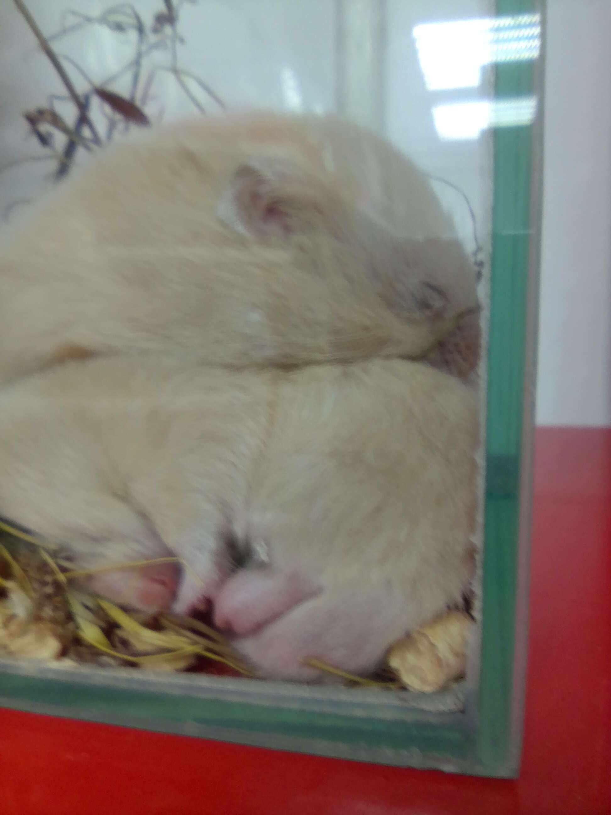 Image of hamsters