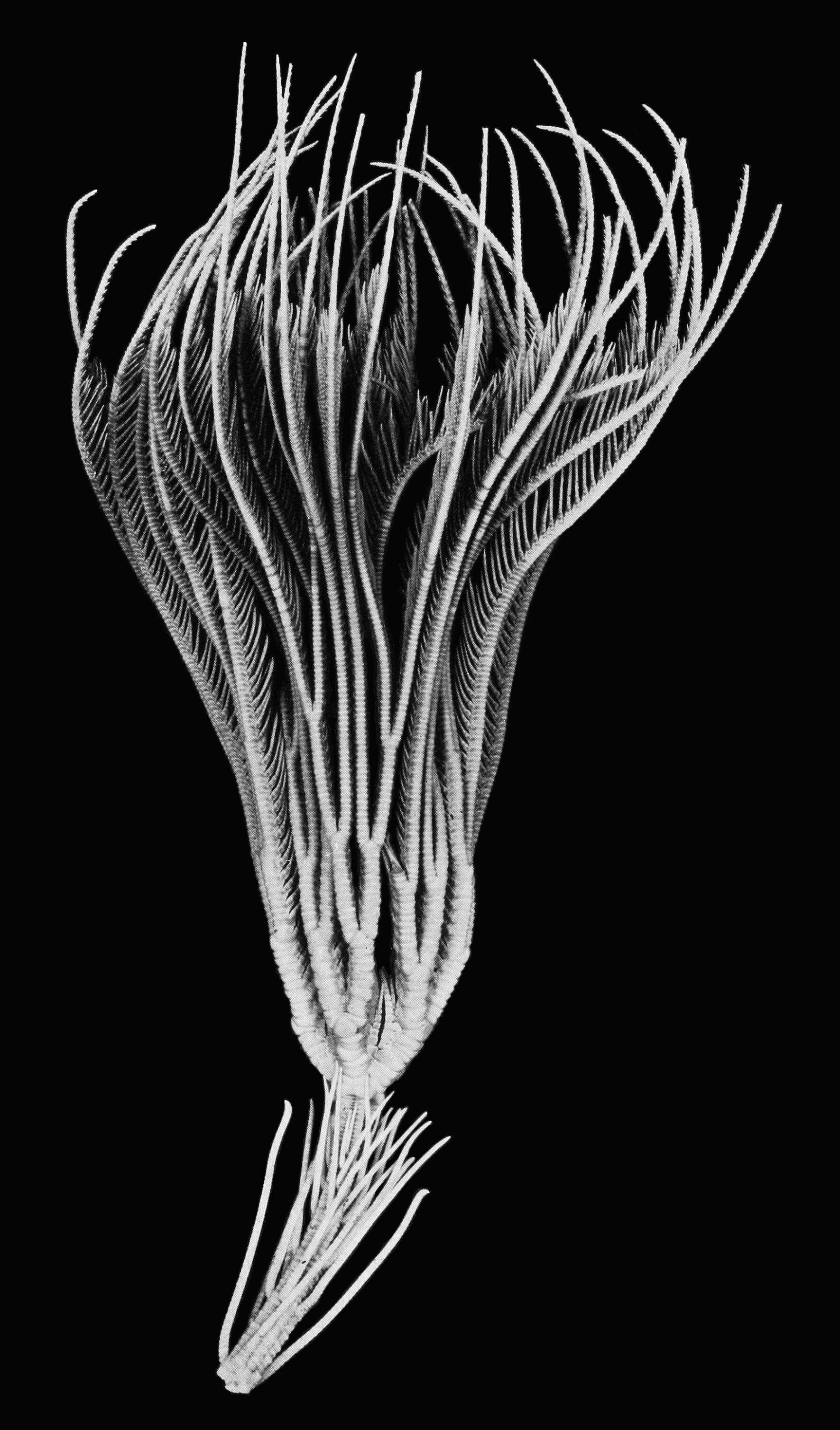 Image of Japanese Sea Lily