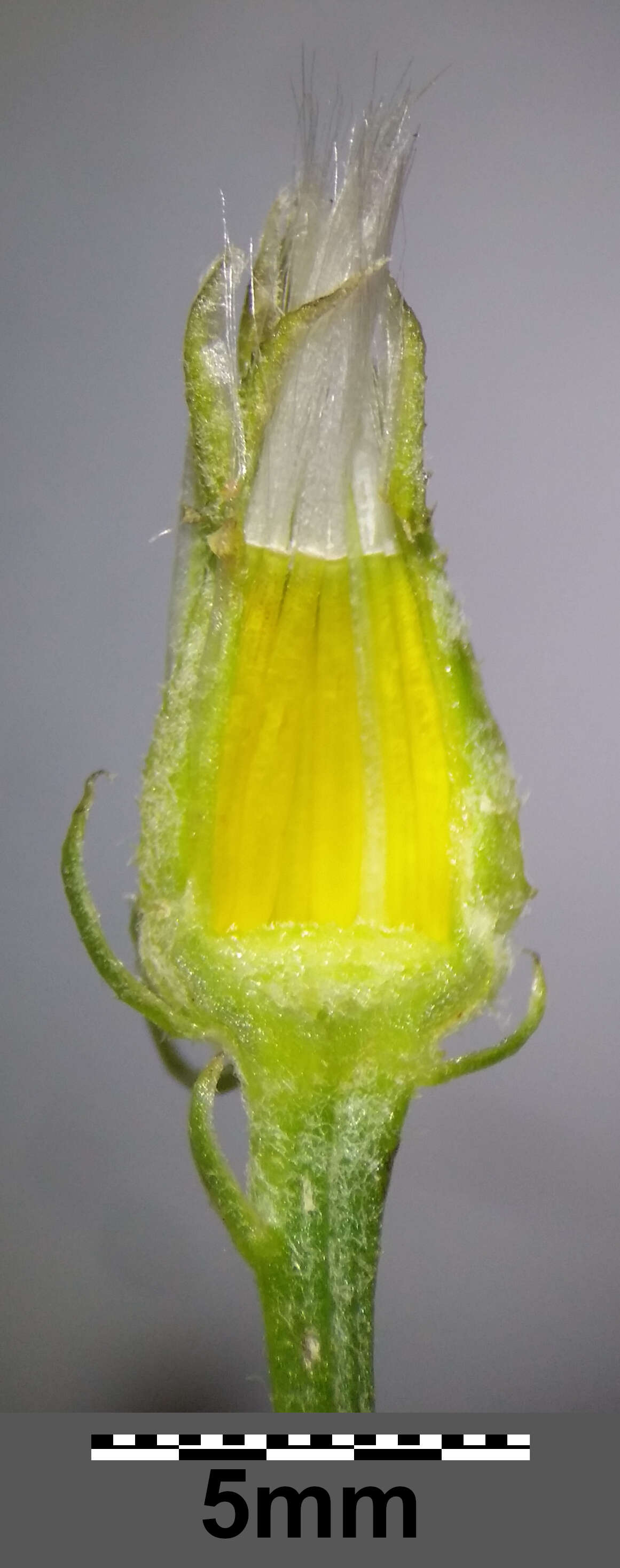 Image of narrowleaf hawksbeard