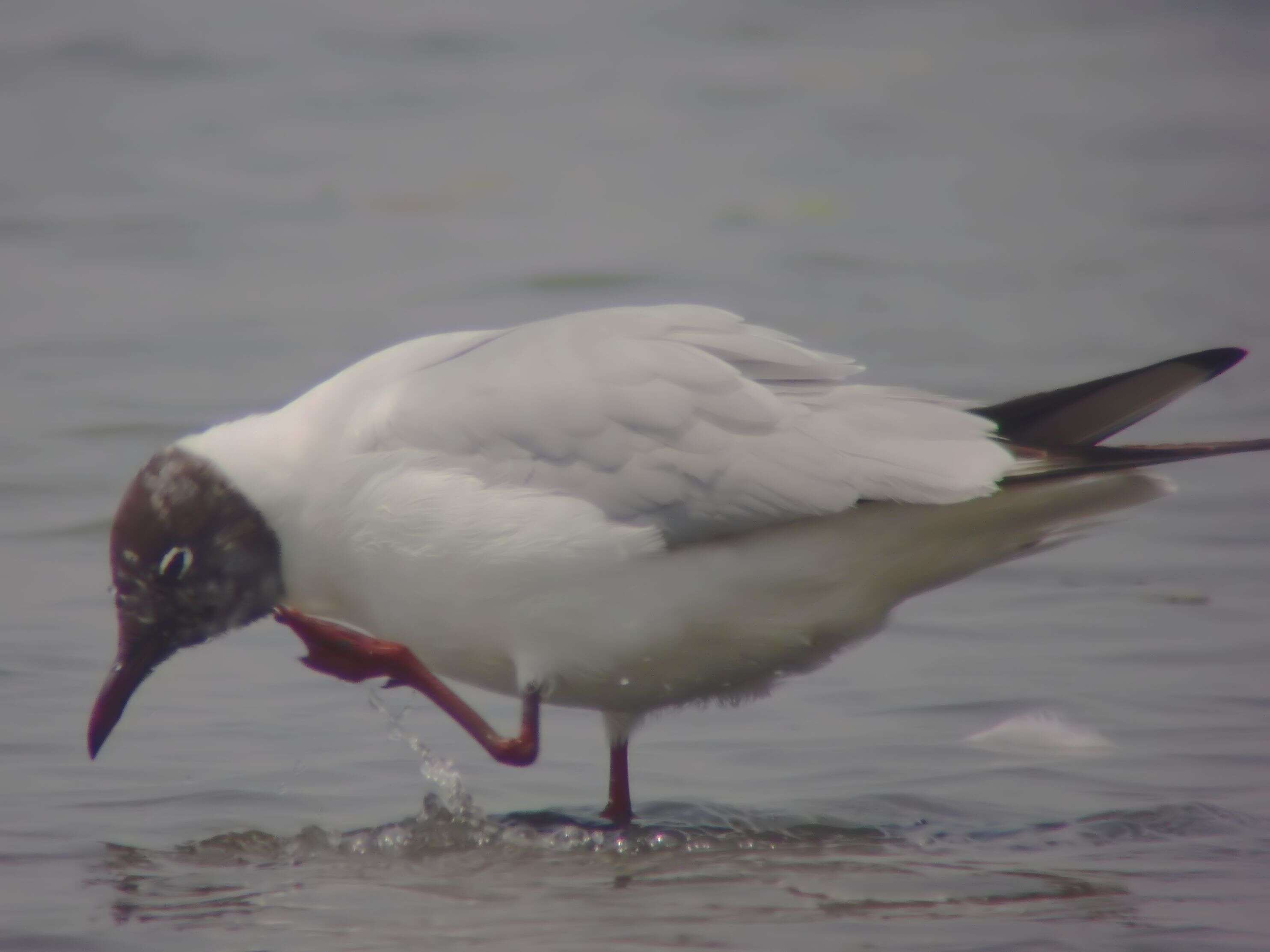 Image of Black-headed Gull