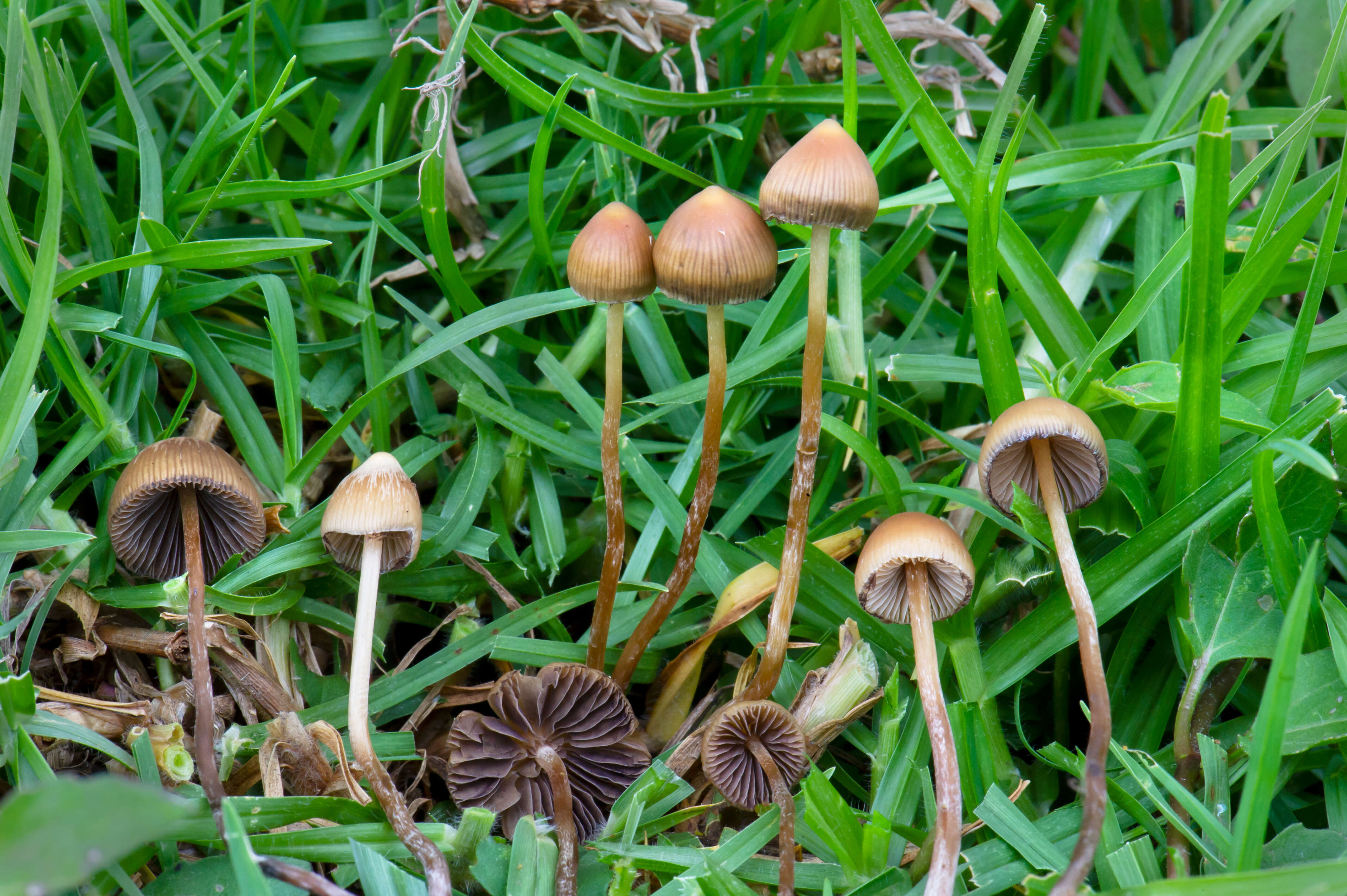 Image de Psilocybe mexicana R. Heim 1957