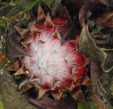 Image of harts-tongue-fern sugarbush