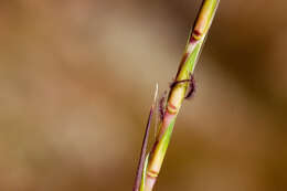 Imagem de Schizachyrium scoparium (Michx.) Nash