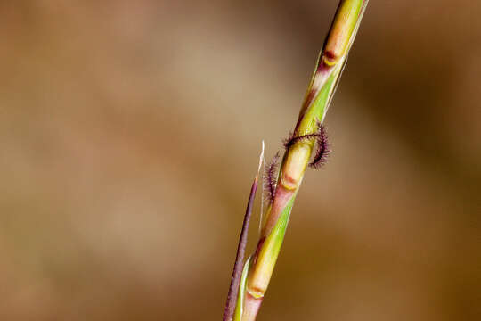 Image de Schizachyrium scoparium (Michx.) Nash