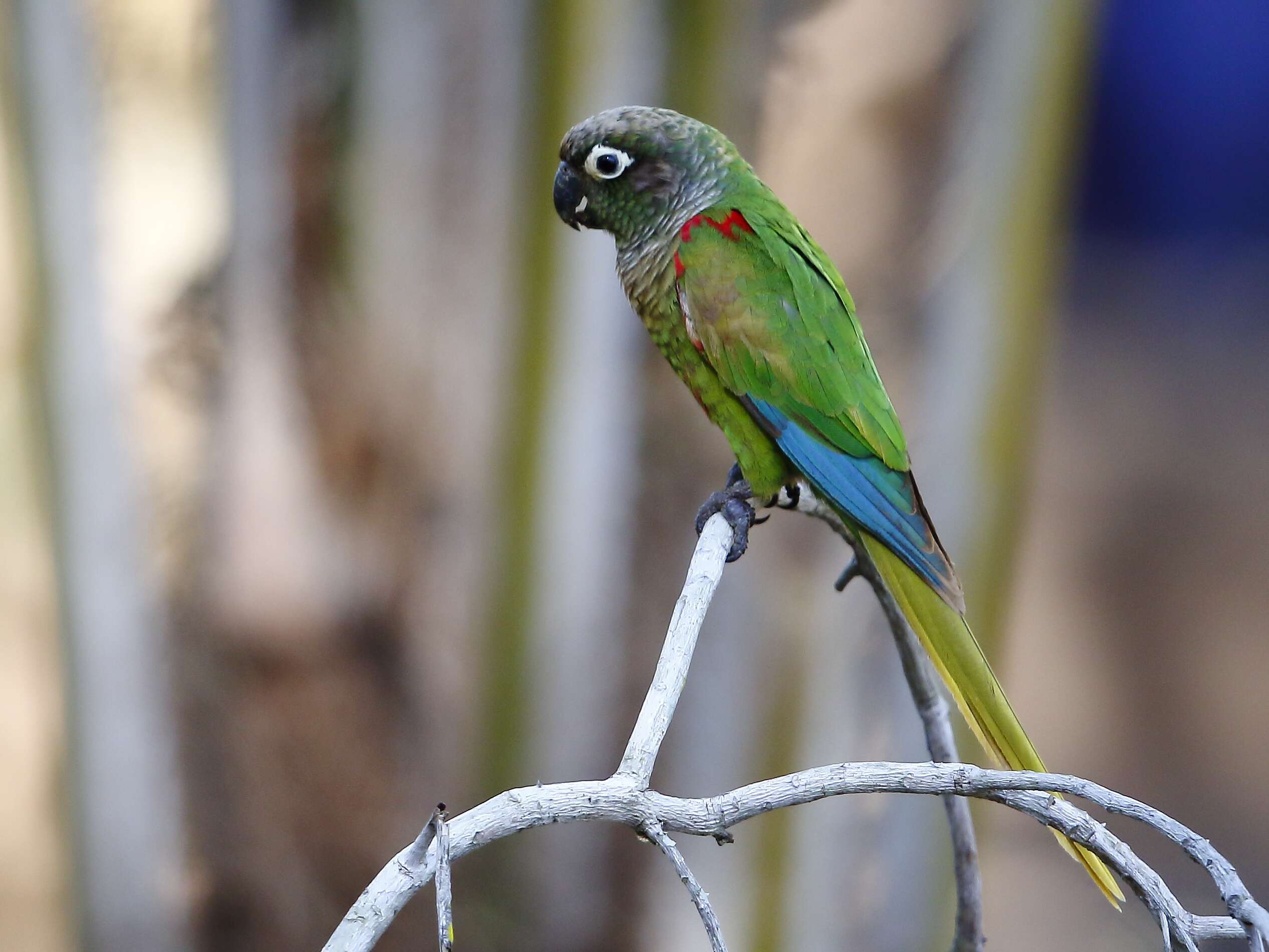 Image of Blaze-winged Parakeet