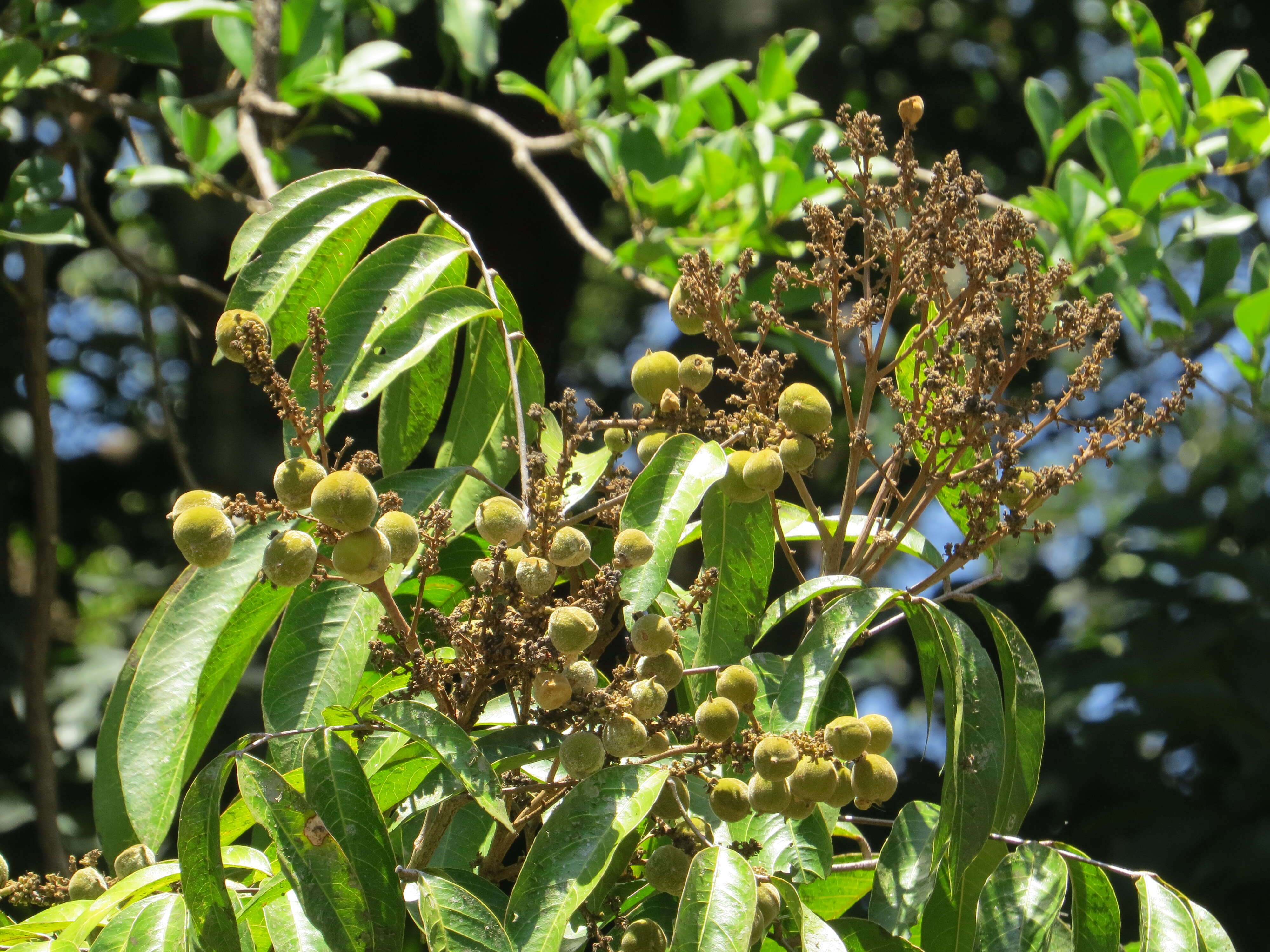 Image of Lepisanthes tetraphylla (Vahl) Radlk.