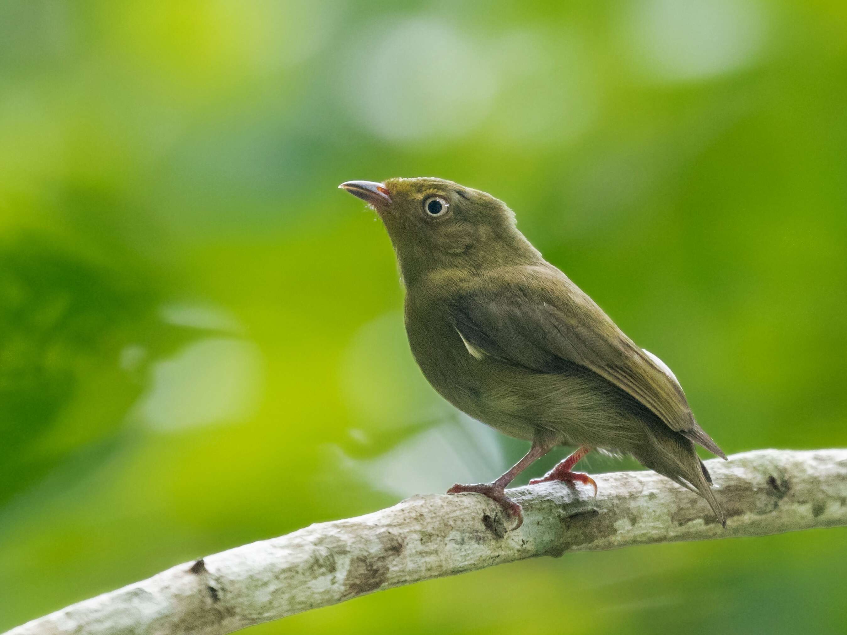 Image of Crimson-hooded Manakin