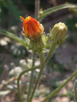 Picris hieracioides L. resmi