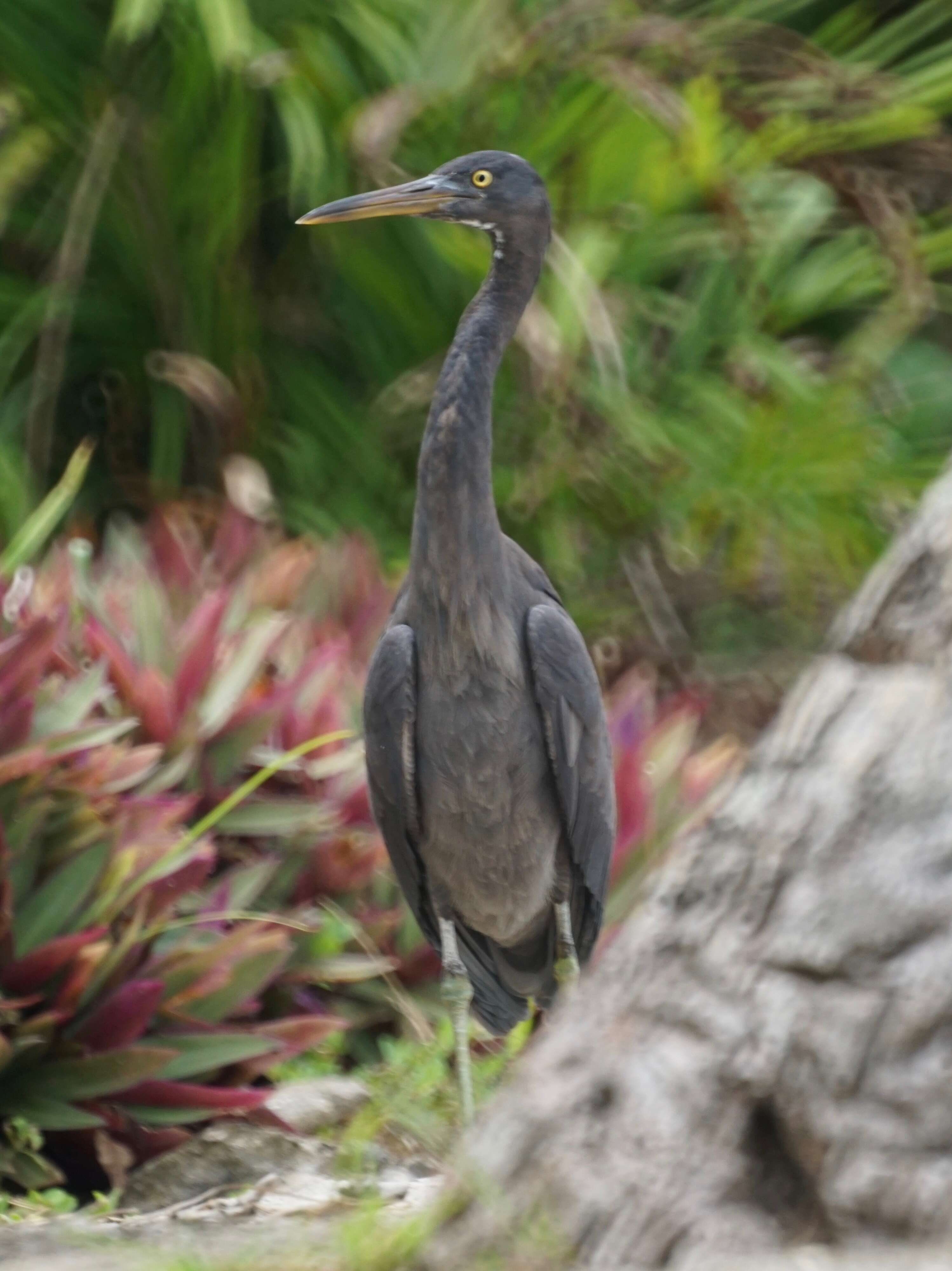 Image de Aigrette sacrée