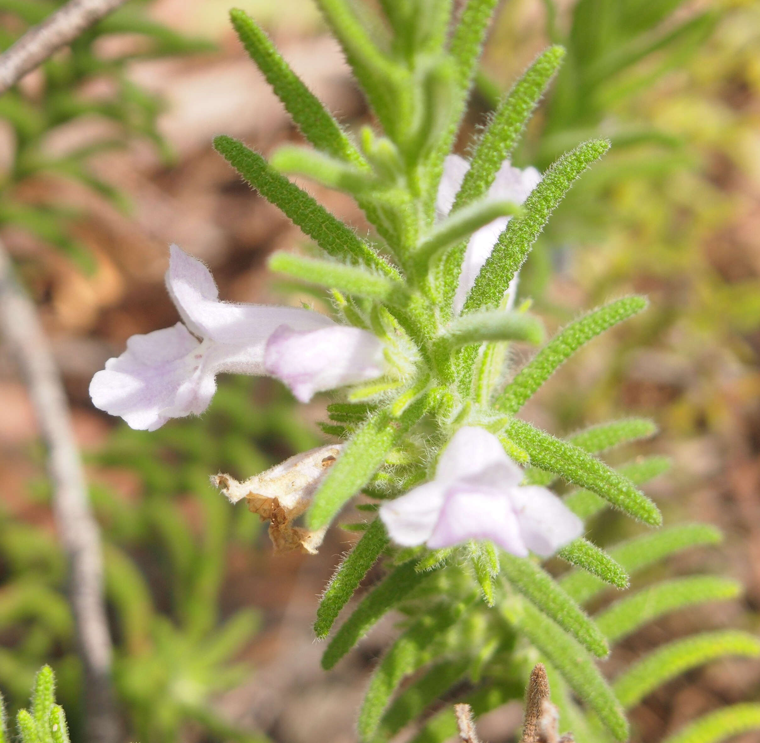 Image of Chloanthes parviflora Walp.