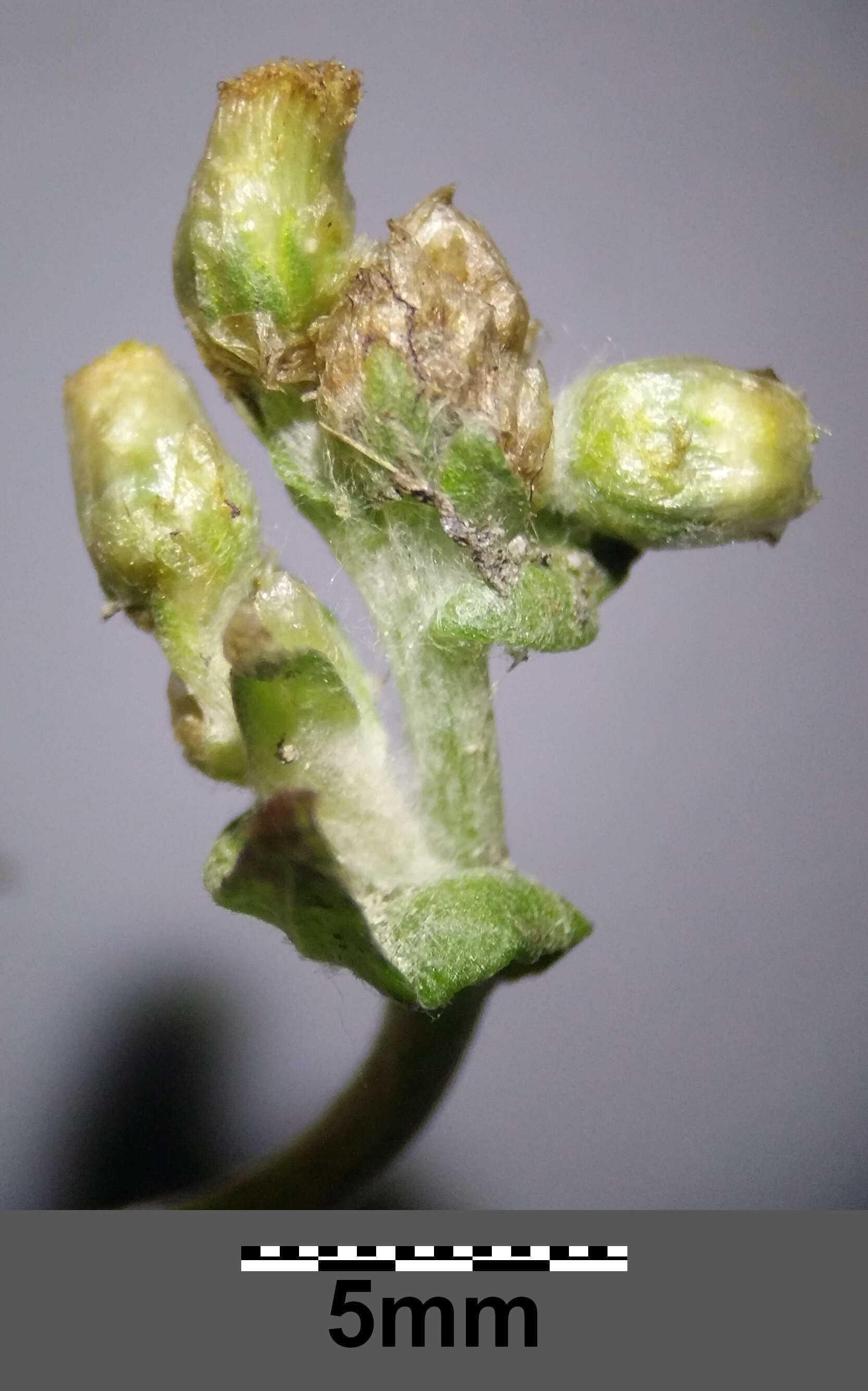 Image of Jersey cudweed