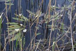 Image of Cape pondweed