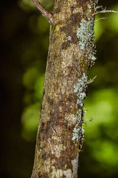 Image of Sophora microphylla var. longicarinata (G. Simpson) Allan