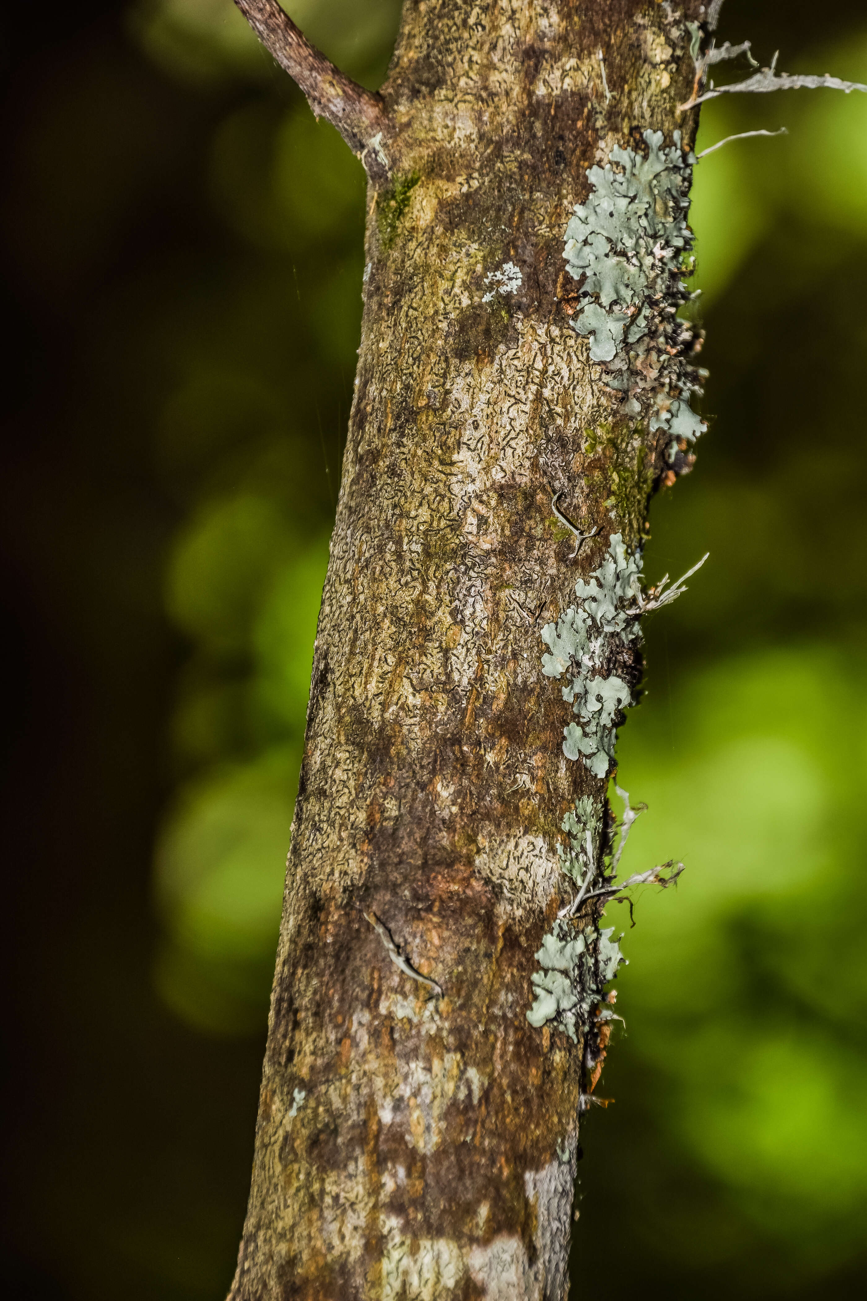 Image of Sophora microphylla var. longicarinata (G. Simpson) Allan