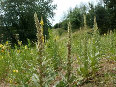 Image of Great Mullein