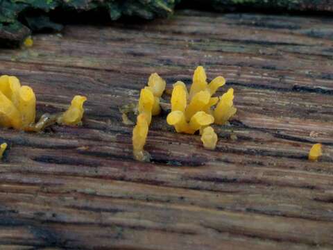 Image of Calocera cornea (Batsch) Fr. 1827