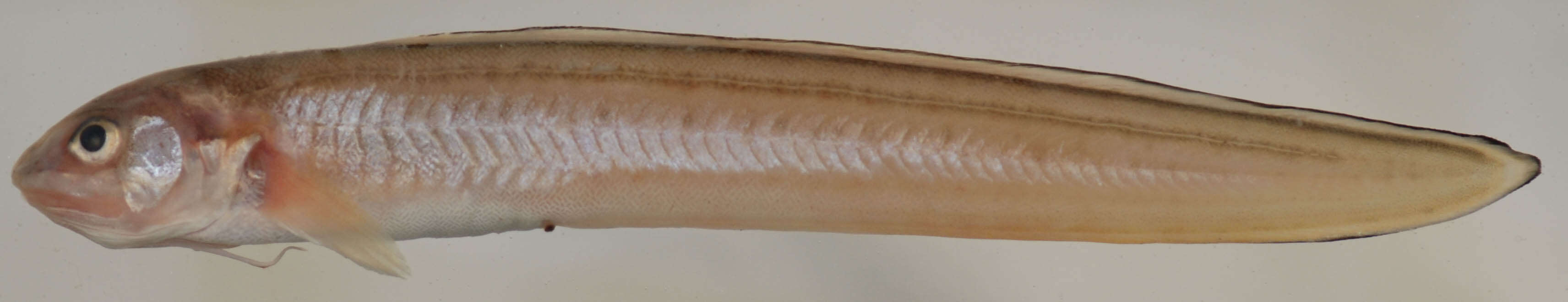 Image of Striped Cusk-eel