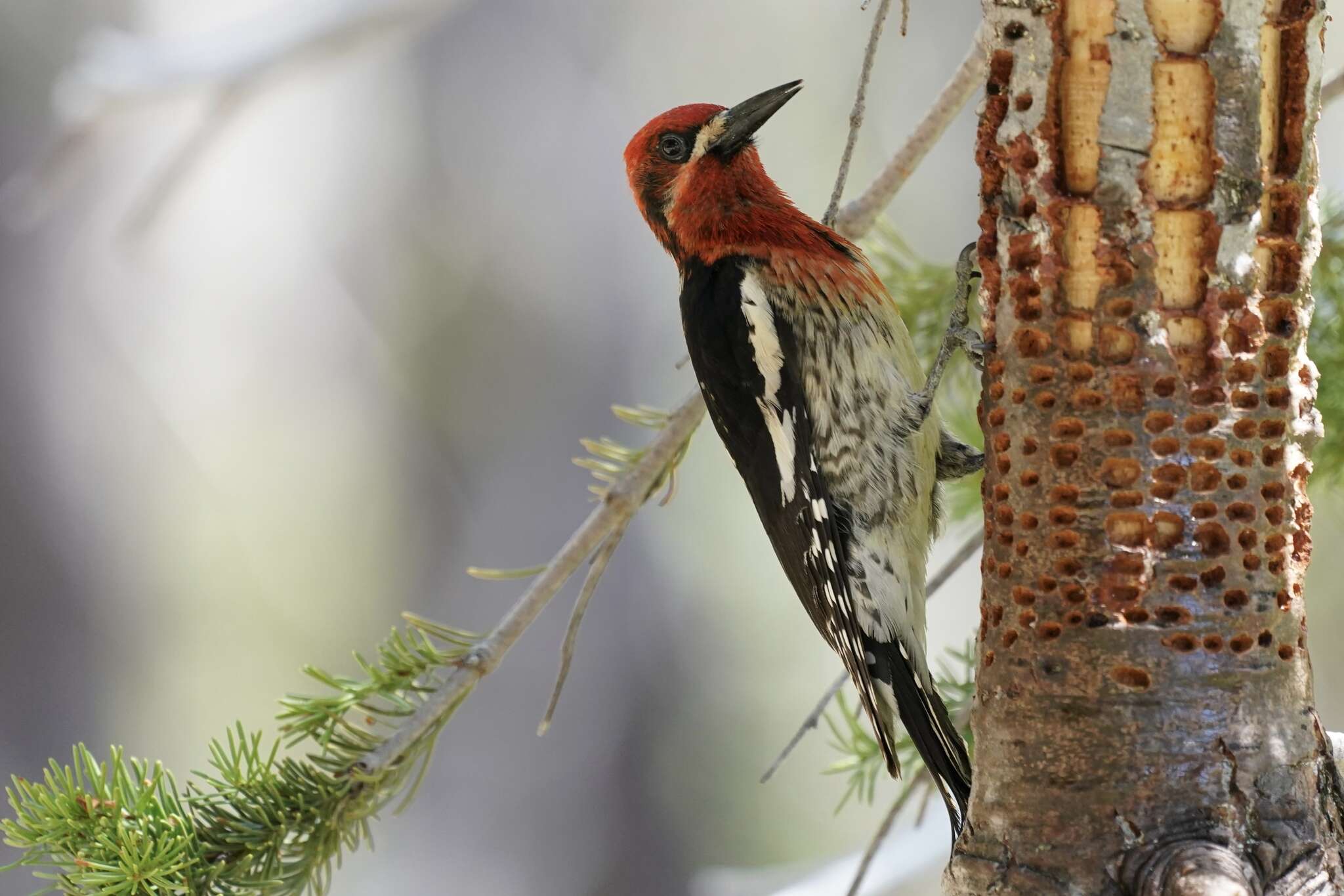 Слика од Sphyrapicus ruber (Gmelin & JF 1788)