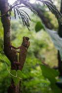 Image of chameleon forest dragon