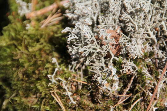 Image of Reindeer lichen