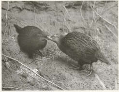 Image of Weka