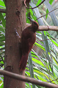 Image of Plain-brown Woodcreeper