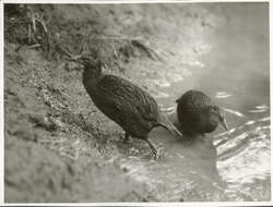 Image of Weka