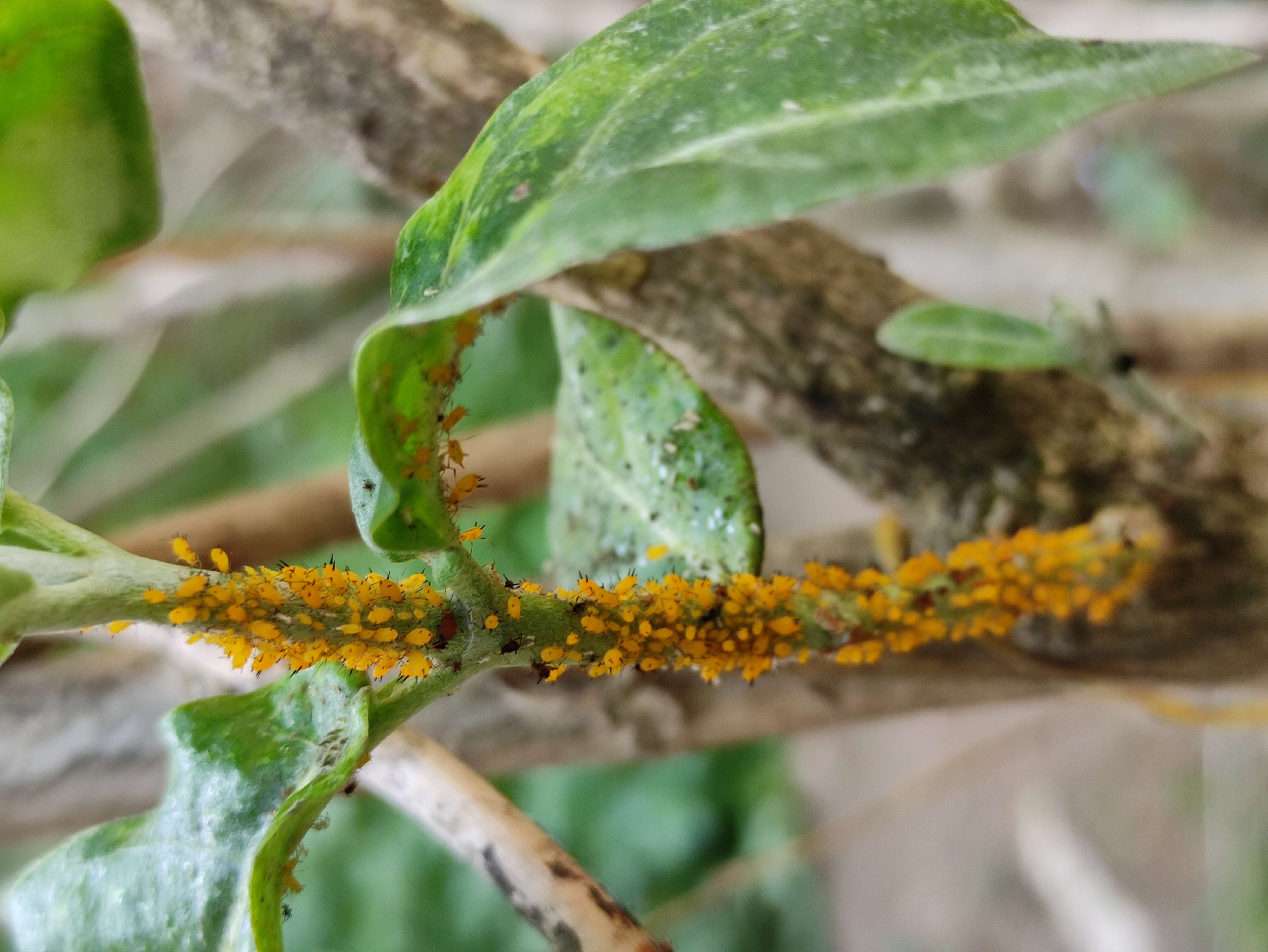 Image of Aphid