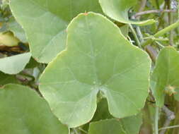 Image of ivy gourd