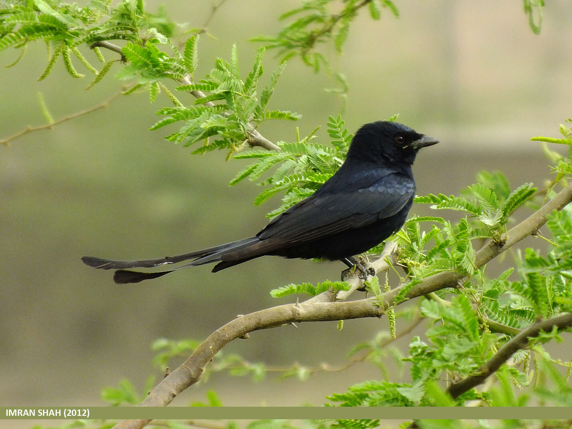 Image of Black Drongo