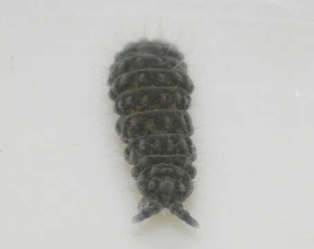 Image of Springtail