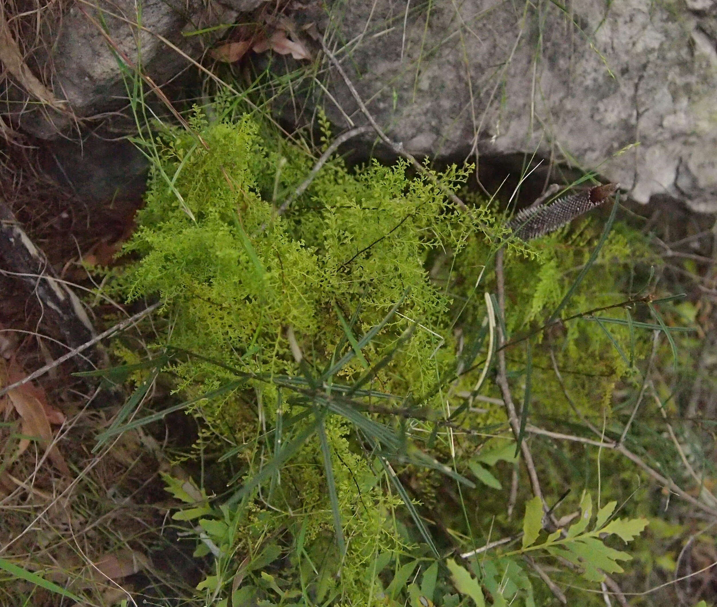 Image of Lindsaea microphylla Sw.