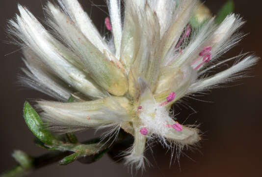 Image of Ptilotus divaricatus (Gaudich.) F. Müll.