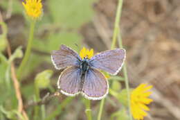 Image of Plebejus melissa