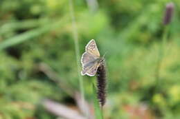 Image of Checkered-Skippers