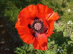 Image of Oriental poppy