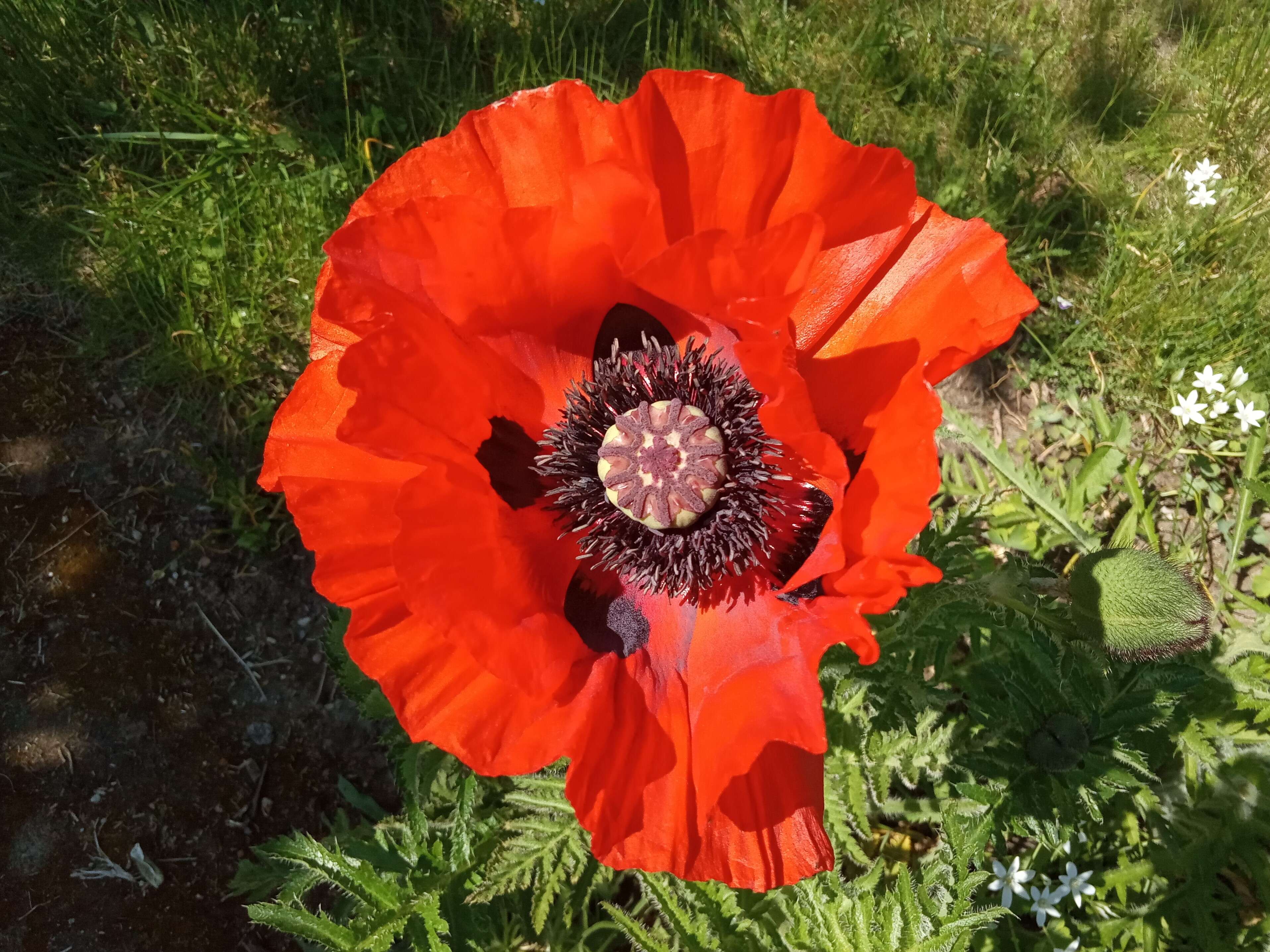 Image of Oriental poppy