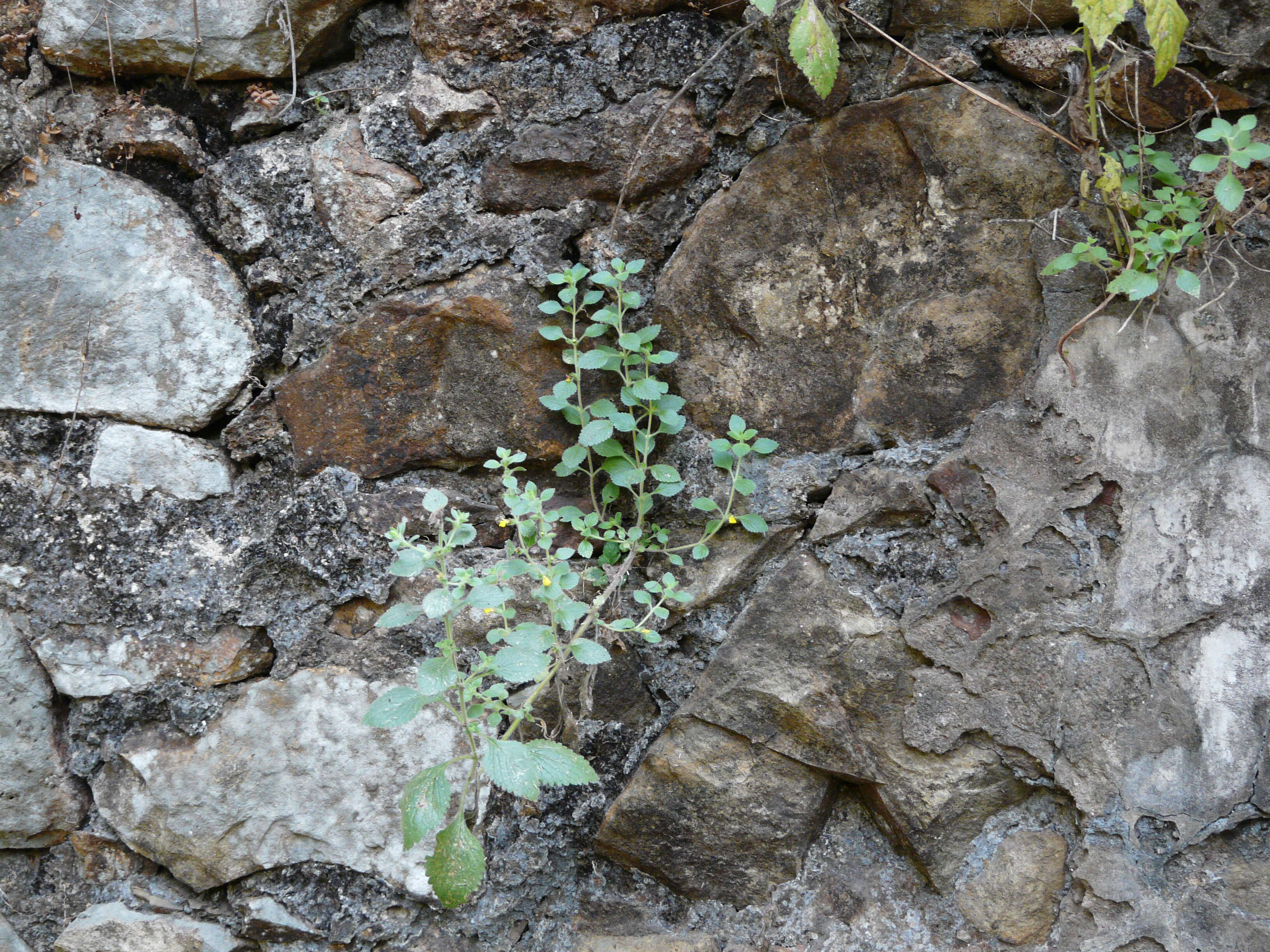 Image of Lindenbergia muraria (Roxb. ex D. Don) Brühl