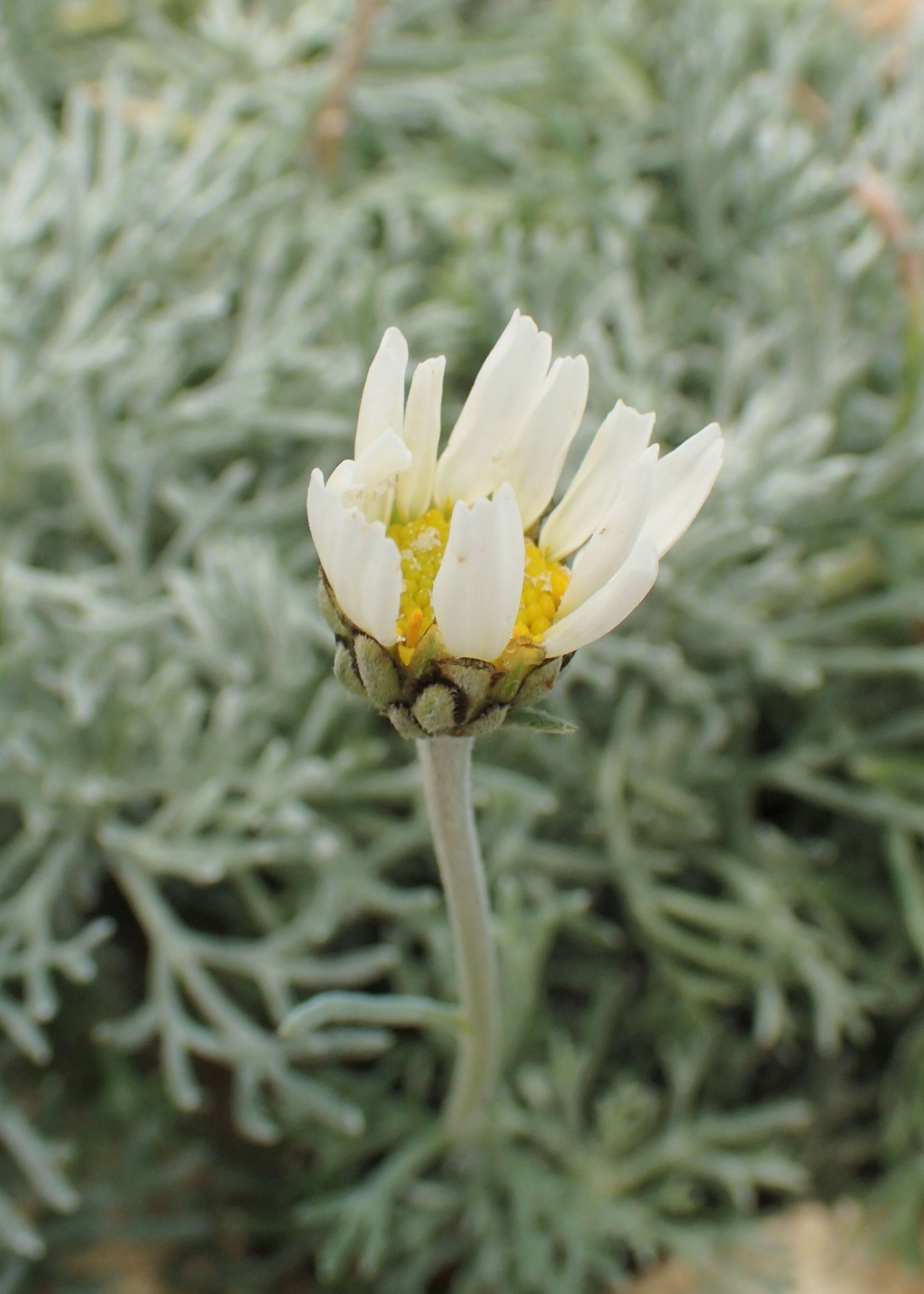 Слика од Rhodanthemum hosmariense (Ball) B. H. Wilcox, K. Bremer & C. J. Humphries