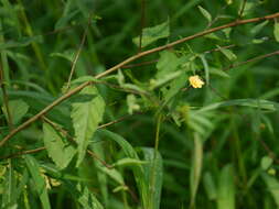 Image of common wireweed