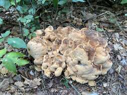 Image de Polypore géant