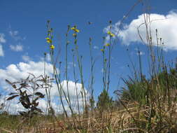 Image of Goodenia stelligera R. Br.