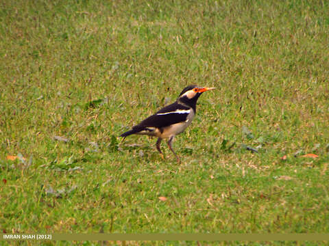 Gracupica contra (Linnaeus 1758) resmi