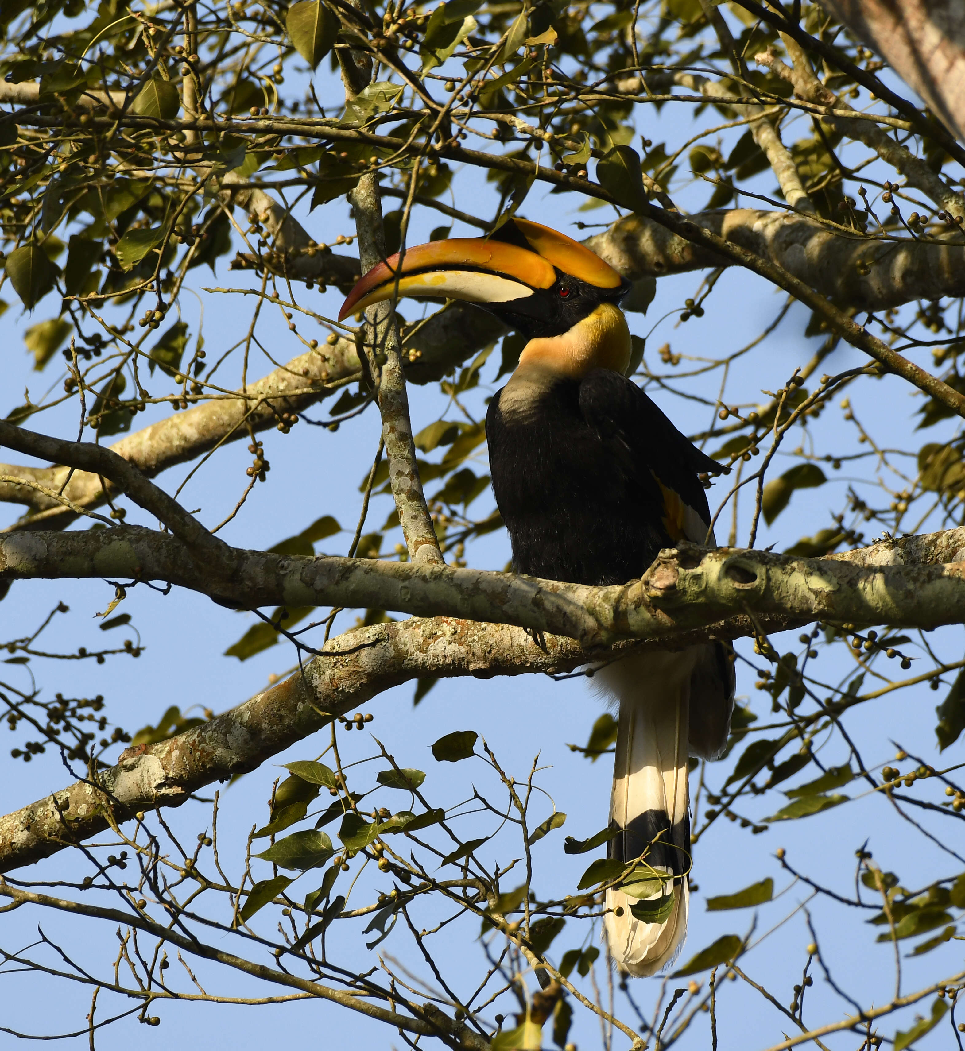 Image of Great Indian Hornbill