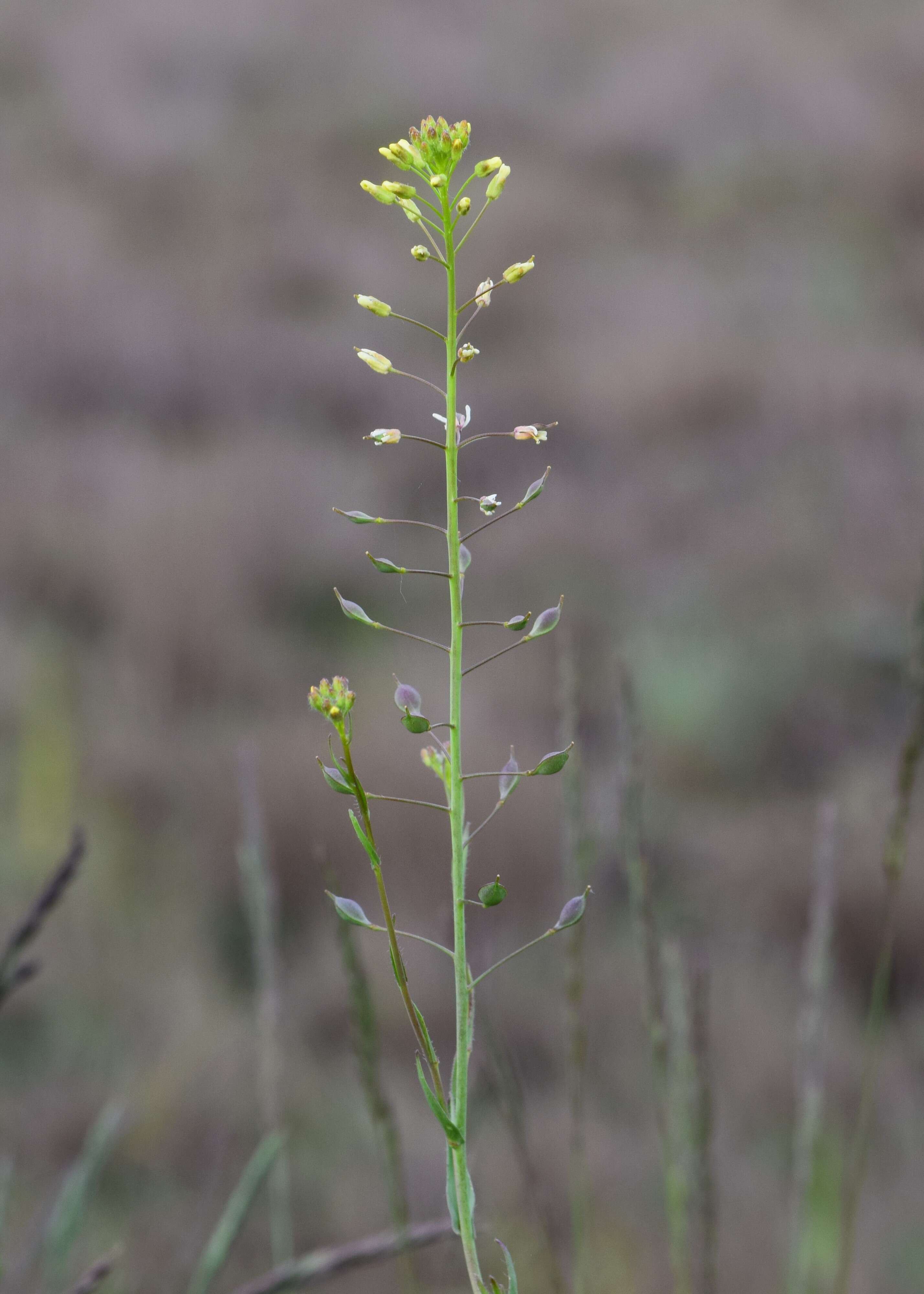 Imagem de Camelina microcarpa Andrz. ex DC.