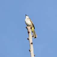 Image of Yellow-vented Bulbul