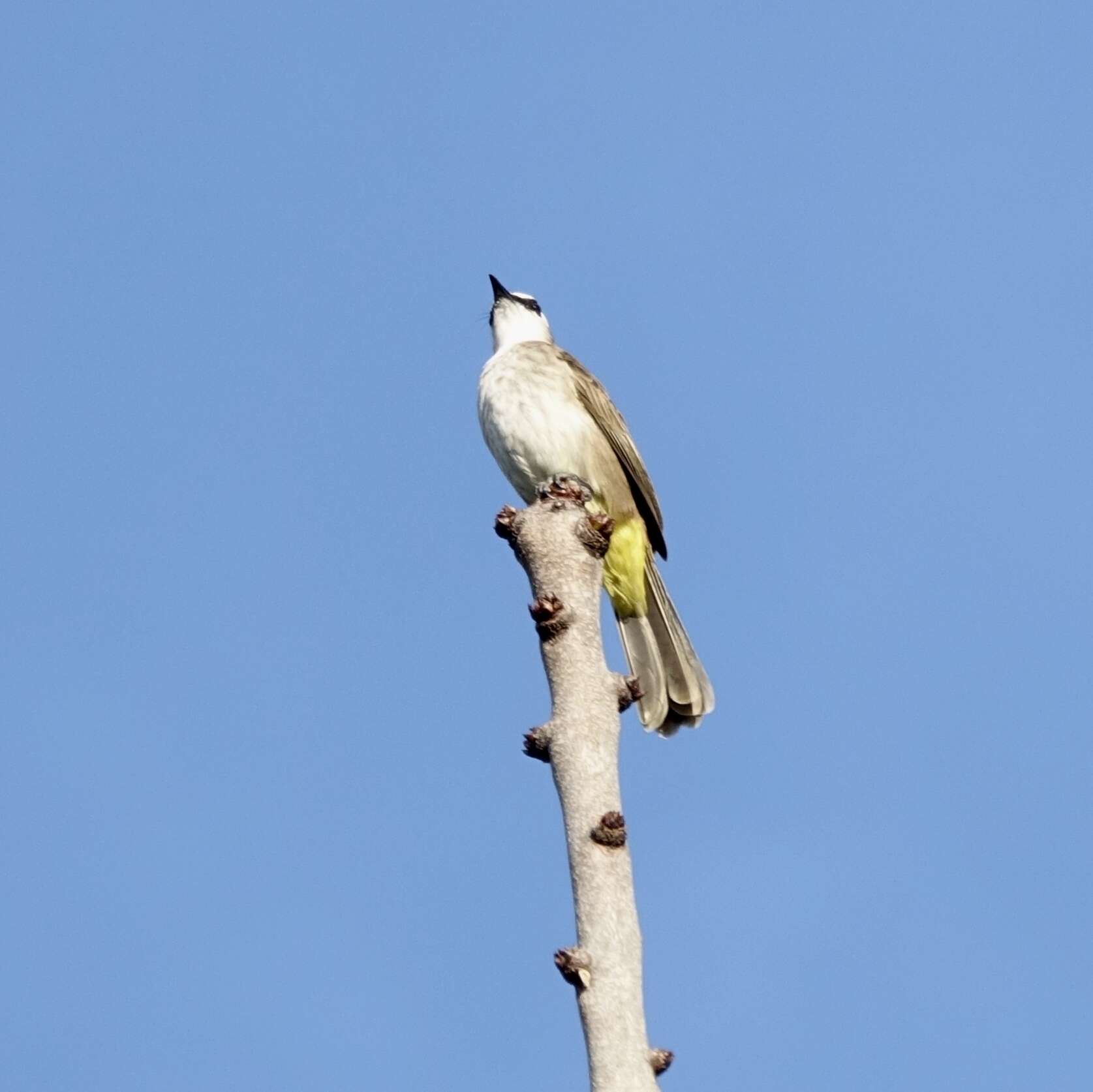 Image of Yellow-vented Bulbul