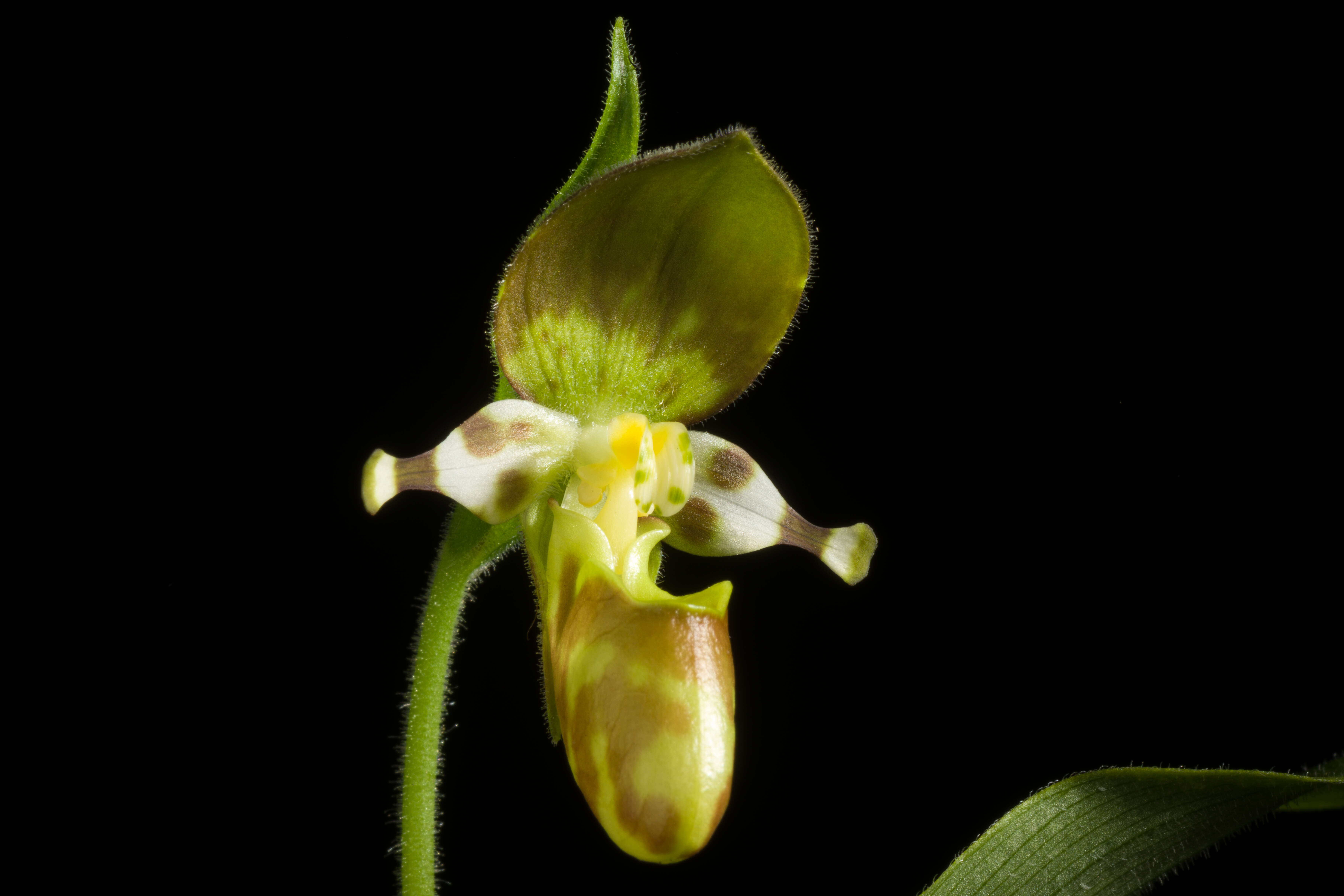 Image of Spotted lady slipper